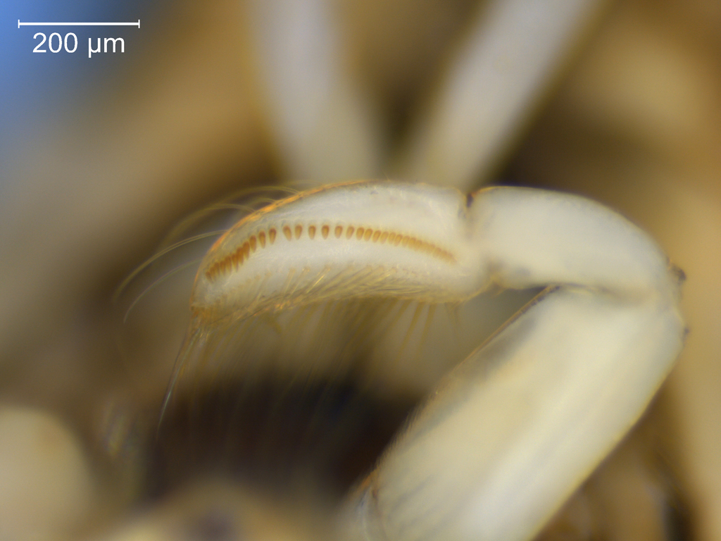 Sigara lateralis